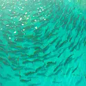 تولیدکننده استخر های پرورش ماهی آبزیبان