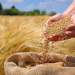 خرید و فروش انواع غلات-خرید گندم و جو از کشاورز-خرید غلات از کشاورز
